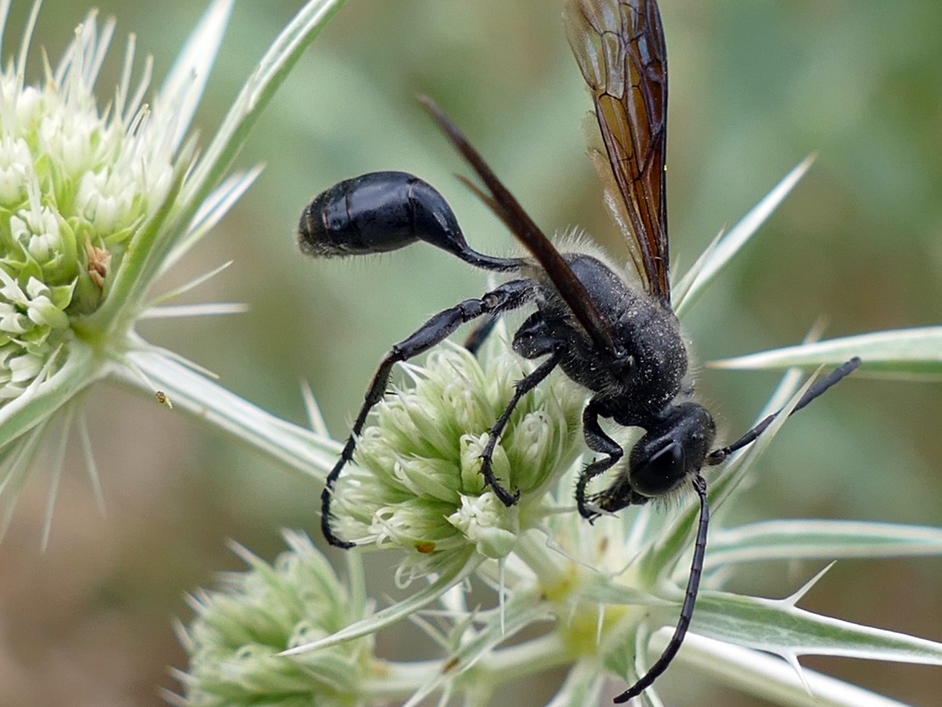 Ein schwarzes Insekt ist über eine grüne Blume gebeugt und greift nach einem Stängel der Blüte. 