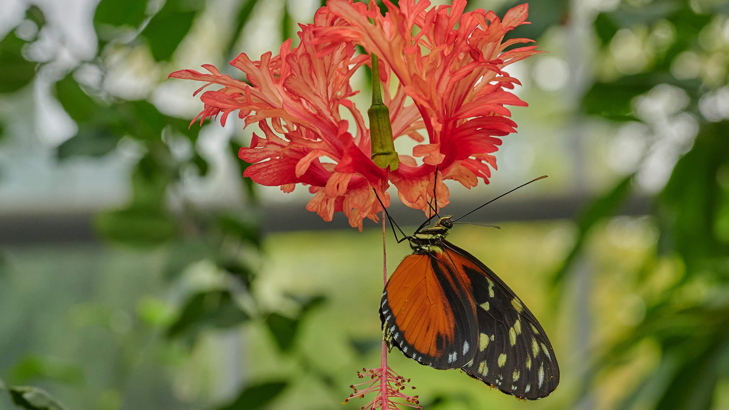 Ein orangefarbener Schmetterling sitzt an einer roten Blüte.
