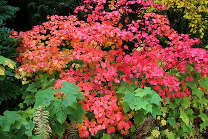 Herbstfaerb_BG