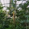 Im Palmenhaus stehen verschiedene tropische Pflanzenarten. Darunter befinden sich verschiedene Palmenarten, von denen einige fast bis zur gläsernen Decke reichen. 