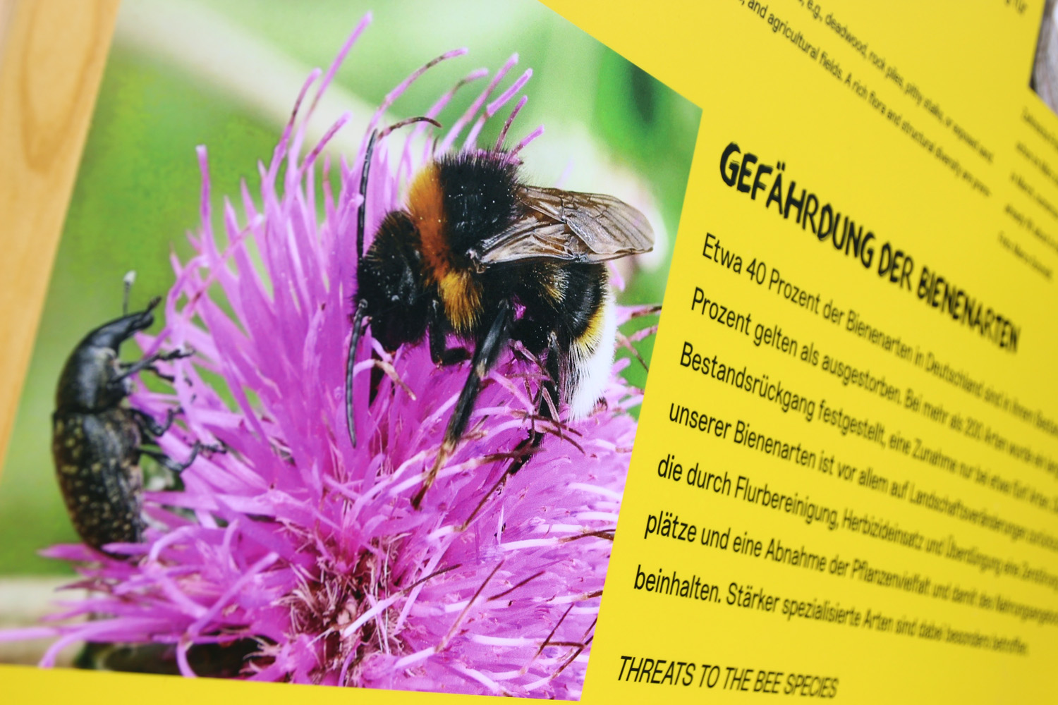 Auf einer gelben Informationstafel ist ein Bild von einer Biene zu sehen, die eine magentafarbene Blume bestäubt. Auf der linken Seite ist ein schwarzes Insekt zu sehen, welches eine Bedrohung für Bienen darstellt.