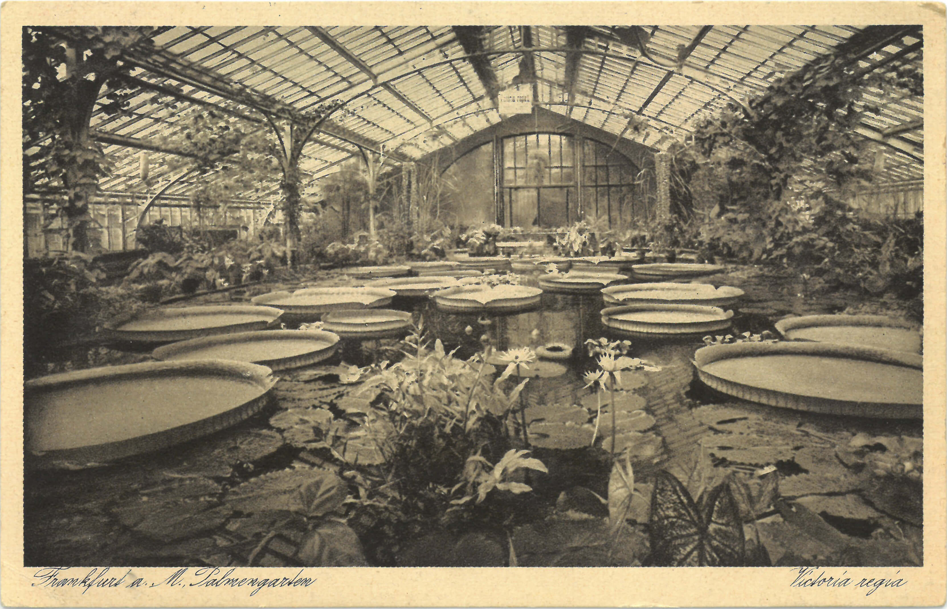 Ein Postkartenmotiv, auf dem ein Gewächshaus zu sehen ist. In dem Gewächshaus ist ein Teich, auf welchem verschiedene Wasserpflanzen und große, tellerartige Seerosenblätter schwimmen. Die Abbildung ist in schwarz-weiß .