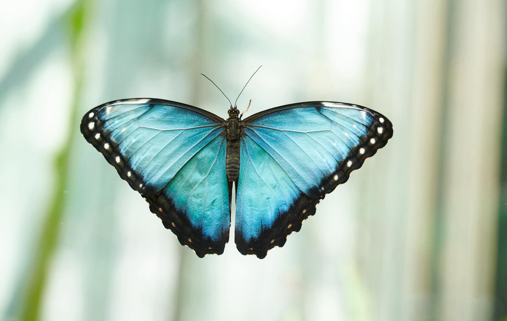Ein hellblauer Morphofalter, der seine Flügel ausgebreitet hat, sitzt auf einer Glasscheibe. An ihren Rändern sind die Flügel schwarz und haben weiße Punkte. Der Körper des Schmetterlings ist schwarz.